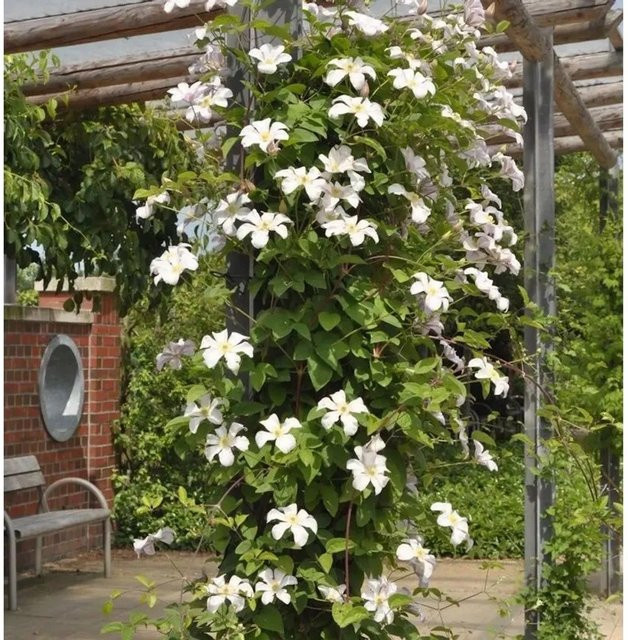Clematis Waldrebe Joe weiße Kletterpflanze von Nr-01.de - Bild 1