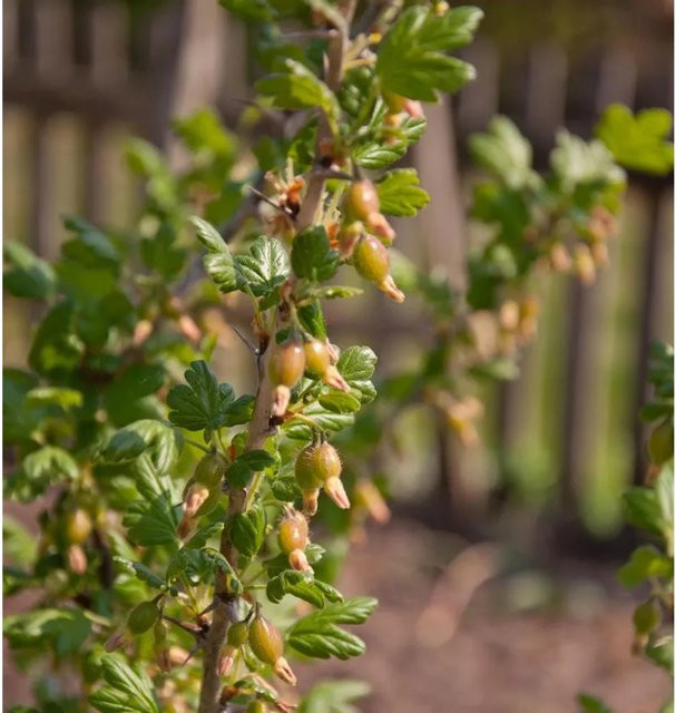 Hochstamm Stachelbeere Redeva Ribes uva-crispa von Nr-01.de, Höhe: 100-125 cm - Bild 1