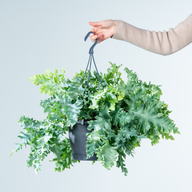 Phlebodium Davana Ampel von BLUME2000 als grüne Zimmerpflanze für den Innenbereich - Bild 1