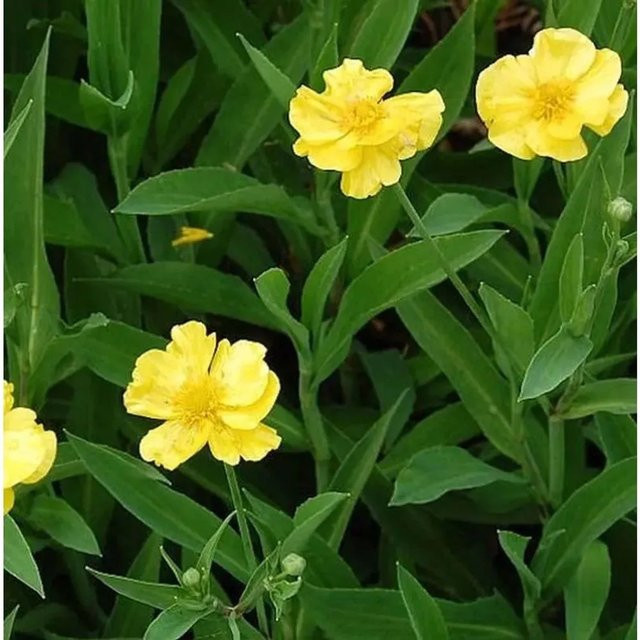 Gelber Sumpfhahnenfuß Ranunculus als mehrjährige Wasserpflanze für Bach- und Teichufer - Bild 1