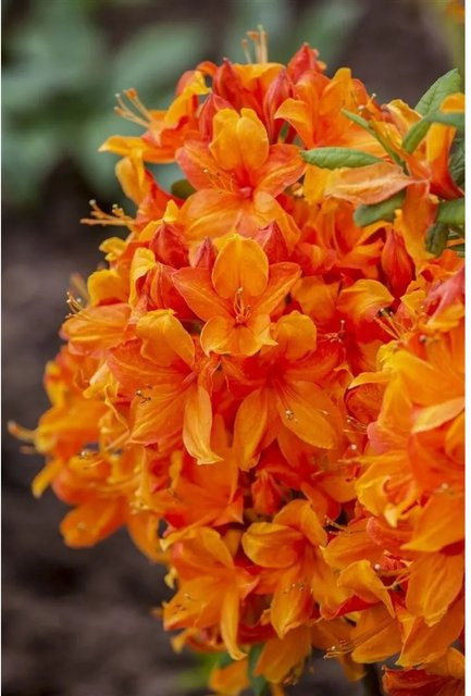 Rhododendron Luteum Klondyke Gelb-Orange Zierstrauch Höhe: 70–80 cm - Bild 1