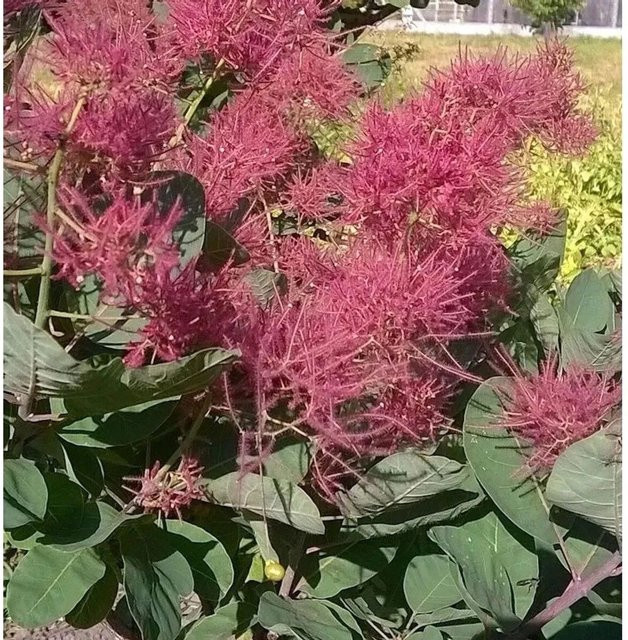 Cotinus coggygria Perückenstrauch Smokey Joe in Pink, 25-30 cm Höhe - Bild 1