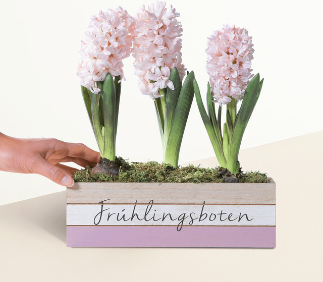 Hyacinthus Topfpflanze von BLUME2000 in Pink für den Frühling - Bild 1