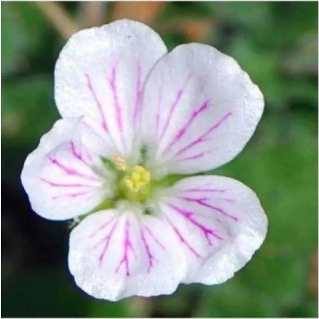 Erodium reichardii Reiherschnabel Staude als Bodendecker für den Staudengarten und Gehölzränder - Bild 1