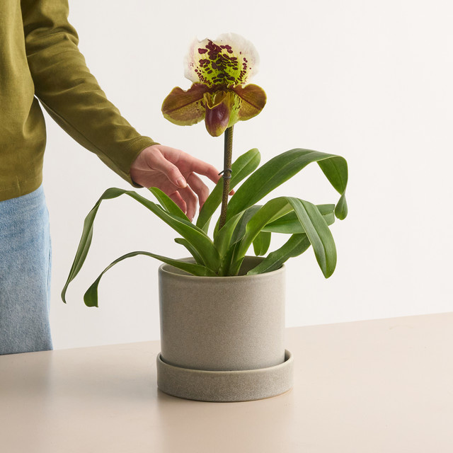 BLUME2000 Frauenschuh Bunt in Weiß, Orange und Gelb - Bild 1