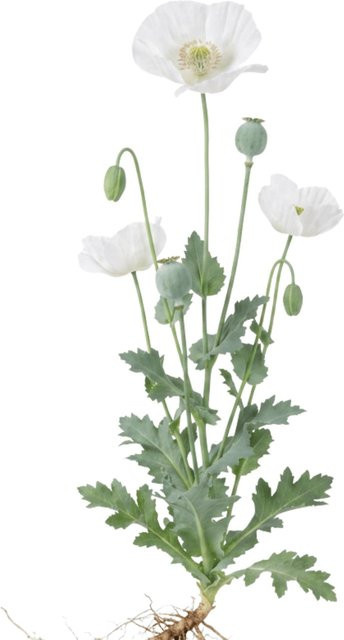 LaCaTho Weißer Mohn Samen Papaver Somniferum Var Album mit 150 Samen für weiße Blüten - Bild 1
