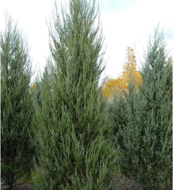 Raketenwacholder Skyrocket Juniperus scopulorum in Grün, Höhe: 100-125 cm - Bild 1