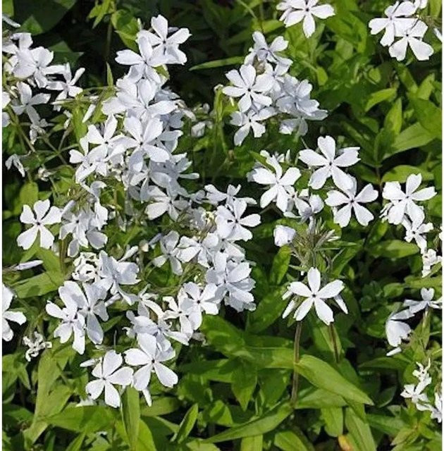 Phlox divaricata White Perfume Niedrige Flammenblume als weißer Bodendecker für Steingärten und Beeteinfassungen - Bild 1