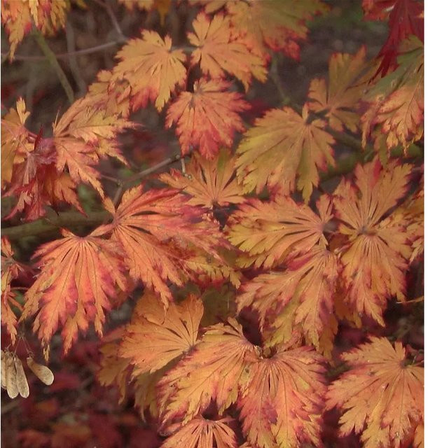 Japanischer Feuerahorn Acer japonica Aconitifolium als Zierbaum in Orange und Rot, Höhe: 60-80 cm - Bild 1
