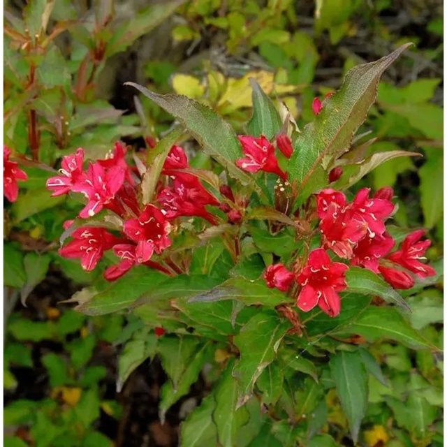 Weigela Red Prince Ziergehölz in Rot - Bild 1