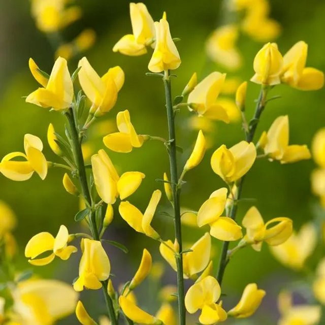 Arborix Frühlingsginster Allgold Cytisus praecox mit gelben Blüten im Container - Bild 1