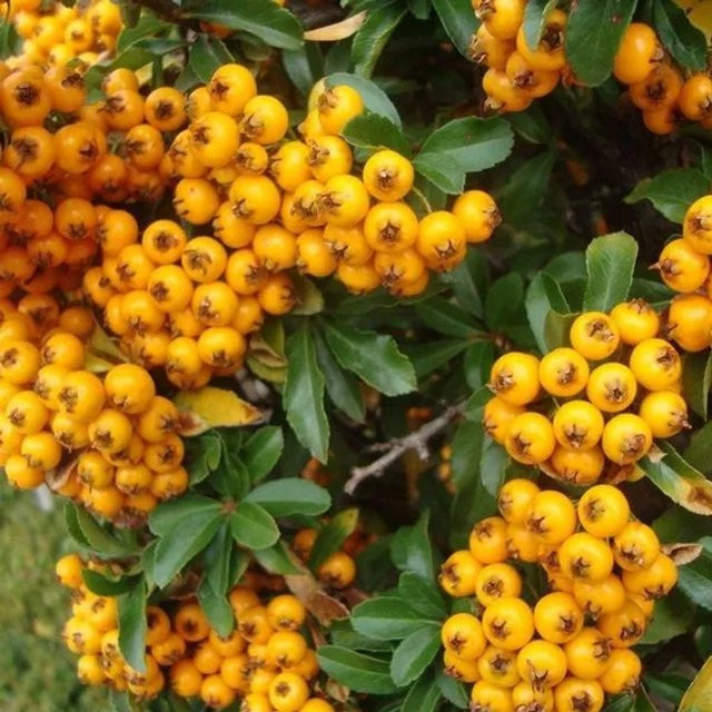 Arborix Feuerdorn Teton Pyracantha mit orangegelben Beeren im Container, Heckenpflanze für den Garten - Bild 1