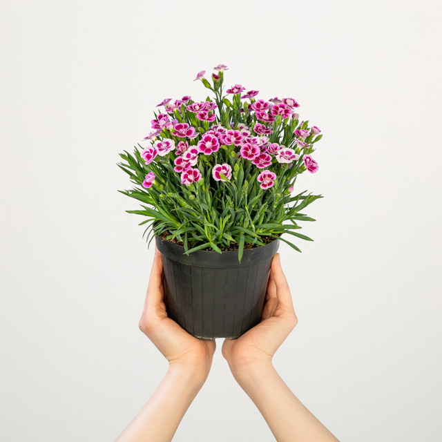 Winterharte Nelke Dianthus Pink Kisses von BLUME2000, 6 Stück in Pink und Rot - Bild 1