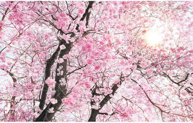 Komar Fototapete Bloom aus Vlies B/H: 400 x 250 cm - Bild 1