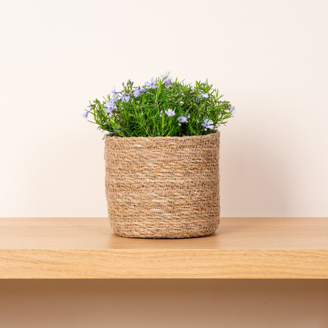 Seegras Korb von BLUME2000 in Beige, Durchmesser: 14 cm - Bild 1