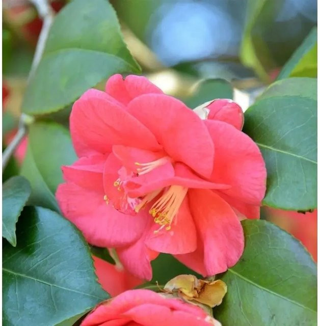 Kamelie Mary Williams Camellia japonica in Pink, Höhe: 60-80 cm - Bild 1