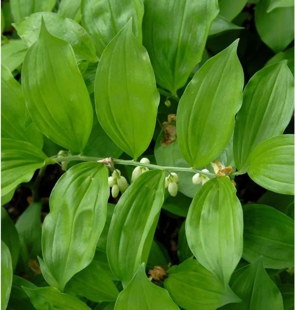 Breitblättrige Weißwurz Polygonatum latifolium als mehrjährige Staude von Nr-01.de - Bild 1