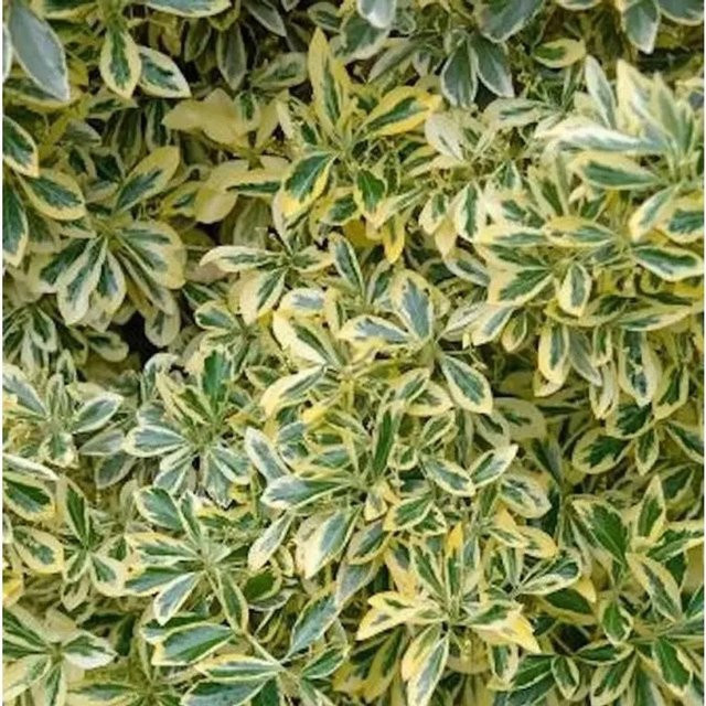 Gelbbunter Japanischer Spindelstrauch Euonymus japonicus Aureomarginatus in Grün-Gelb für Garten und Kübel, Höhe: 25-30 cm - Bild 1