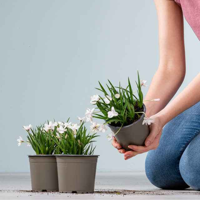 3er Set Weißer Grasstern Rhodohypoxis milloides von BLUME2000 als Staude für Beet, Blumenkübel und Balkon - Bild 1