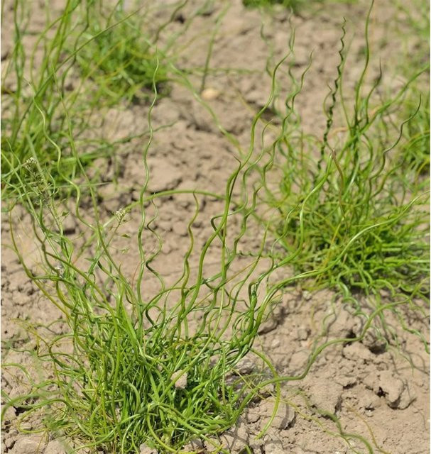 Flatterbinse Spiralis Juncus effusus zur Teichrandbepflanzung in Grün - Bild 1