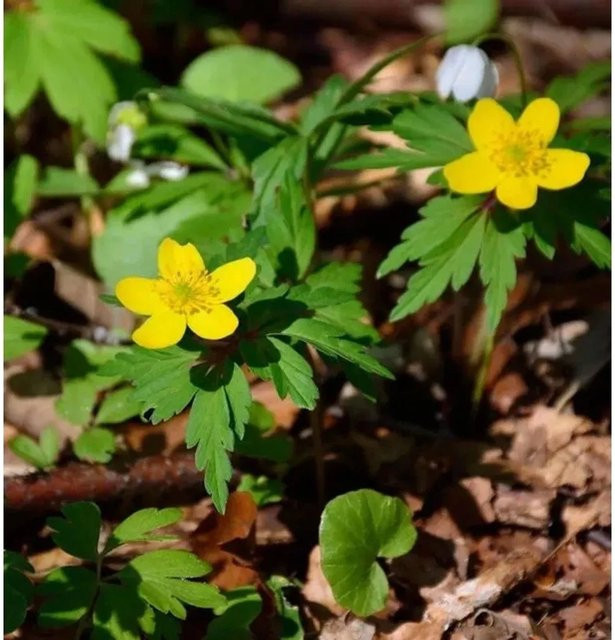 Gelbes Buschwindröschen Anemone ranunculoides von Nr-01.de - Bild 1