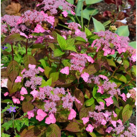 Hydrangea serrata Teller Hortensie Daredevil in Rot und Pink von Nr-01.de