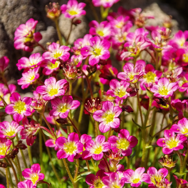 Moossteinbrech in Rosa - Bild 1