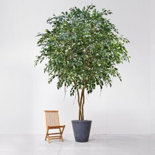 Künstlicher Ficusbaum Satos von Aplanta in Grün, Höhe: 500 cm - Bild 1