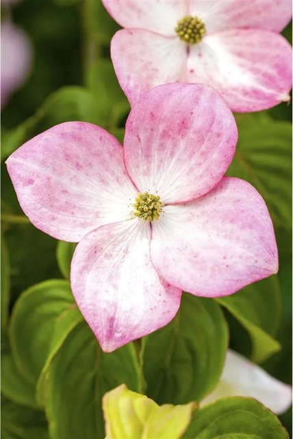 Cornus Kousa Satomi Japanischer Blumen-Hartriegel mit rosa Blüten, Höhe: 40–60 cm - Bild 1