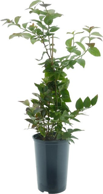 BIO Heidelbeere Goldtraube Vaccinium corymbosum als pflegeleichte Beerenpflanze im Topf - Bild 1