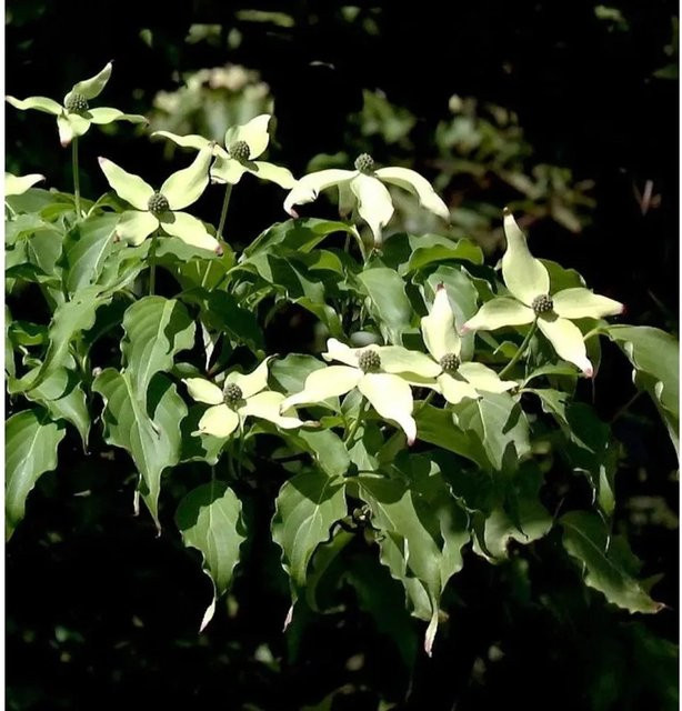 Japanischer Blumenhartriegel Weiße Fontäne Cornus kousa von Nr-01.de mit weißen Blüten - Bild 1