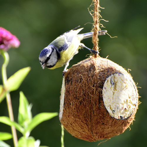 Dobar Vogelfutter-Mix mit gefüllten Kokosnüssen und Riesenzapfen als Fettfutter in Braun - Bild 3