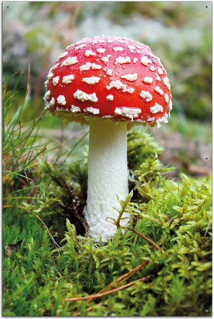 Wallario Gartenposter Rund Fliegenpilz im Wald, Durchmesser: 60 cm, Multicolor - Bild 1