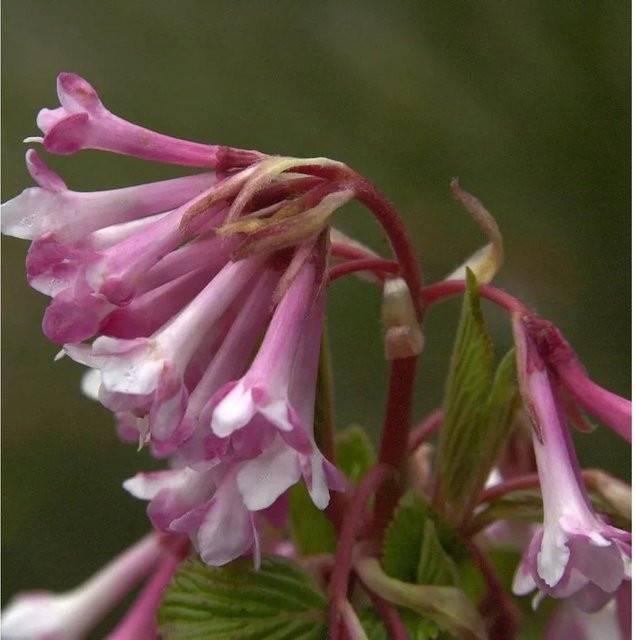 Winterschneeball Viburnum bodnantense Charles Lamont Zierstrauch in Pink, Höhe: 125-150 cm - Bild 1