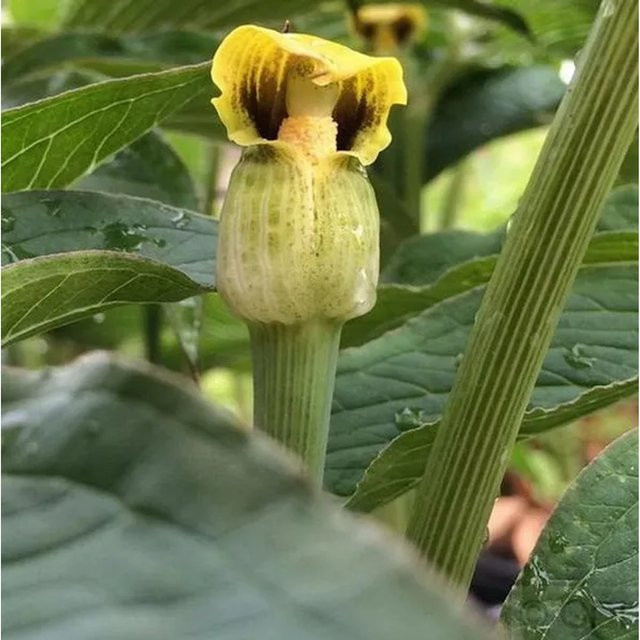 Gelber Feuerkolben Arisaema flavum gelbe Staude für den Garten - Bild 1