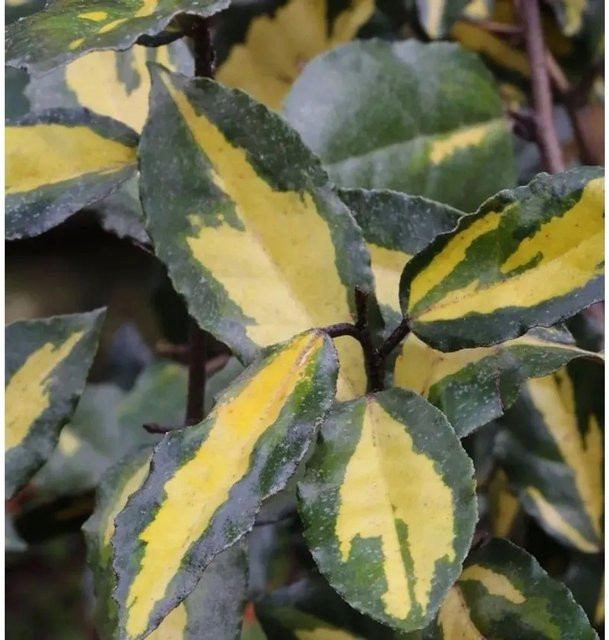Hochstamm Buntlaubige Ölweide Elaeagnus pungens Maculata in Goldgelb und Grün, Höhe: 80-100 cm - Bild 1