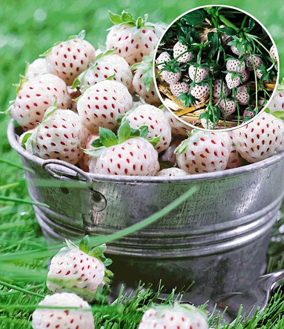 Weiße Ananas-Erdbeere Natural White - Bild 1