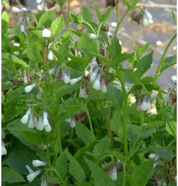 Symphytum grandiflorum Kaukasus Beinwell Wisley Blue als mehrjährige Gartenpflanze in Blau - Bild 1
