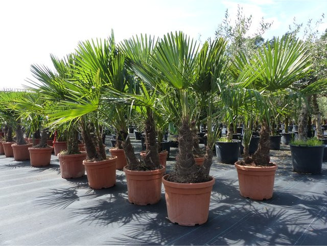Winterharte Trachycarpus Fortunei Palmengruppe, mehrstämmig, Grün, Höhe: 220 cm - Bild 1
