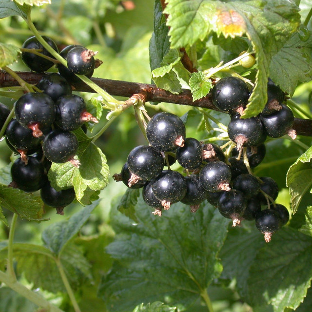 BIO Schwarze Johannisbeere Black Bells Ribes nigrum von BLUME2000 - Bild 1