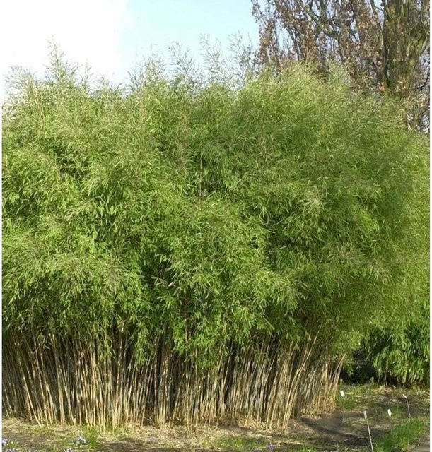 Fargesia nitida Gartenbambus für den Außenbereich in Schwarz und Grün, Höhe: 30-40 cm - Bild 1