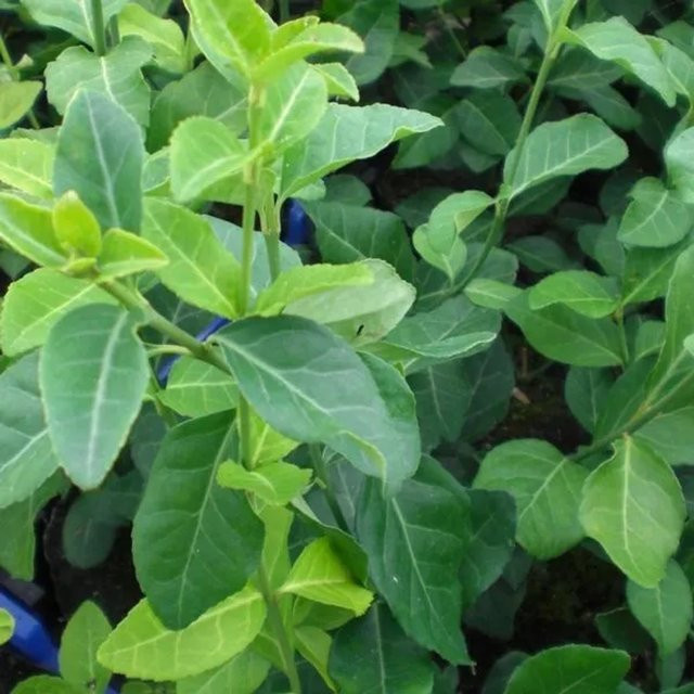 6er Set Arborix Kriechspindel Euonymus fortunei Darts Blanket, Immergrüner Bodendecker im 9cm Topf - Bild 1