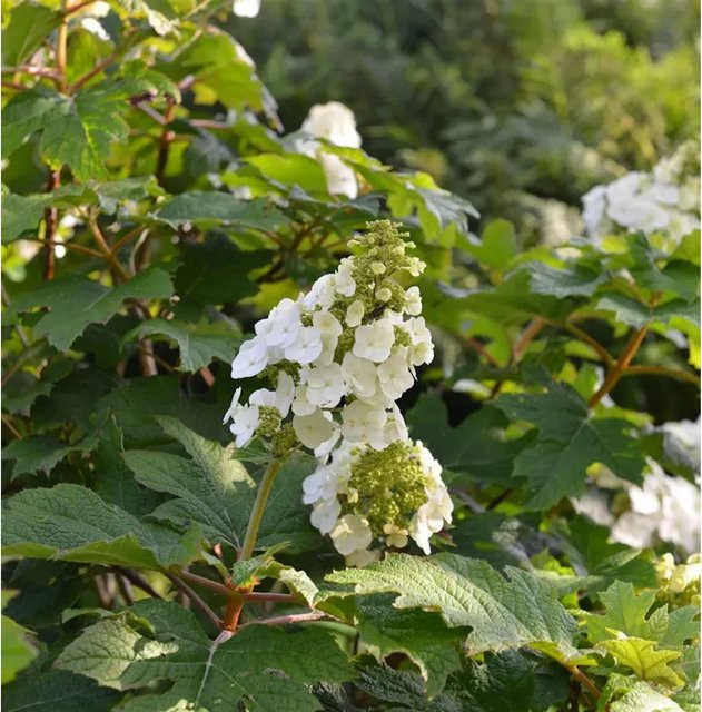 Eichenblättrige Hortensie Jetstream Hydrangea quercifolia in Weiß und Pink, Höhe: 40-60 cm - Bild 1