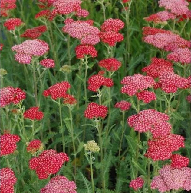 Rote Schafgarbe Belle Epoche Achillea millefolium als Schnittstaude und Rabattenstaude in Rot - Bild 1