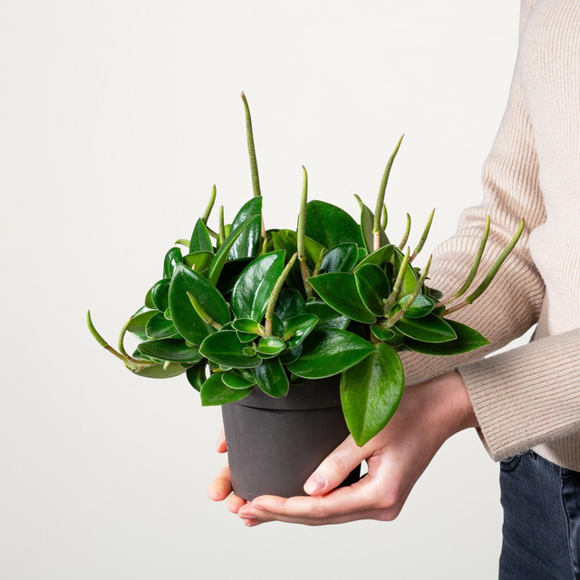 Peperomia Pixie Green Zimmerpflanze von BLUME2000 in Grün - Bild 1
