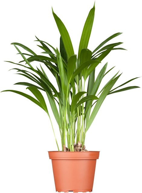 GROW by OBI Goldfruchtpalme Dypsis Lutescens als Zimmerpflanze, Grün, Höhe: 60-80 cm, Topf-Durchmesser: 17 cm - Bild 1
