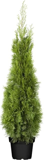 Thuja occidentalis Smaragd Heckenpflanze von Pflanzen für dich, Höhe: 100-120 cm - Bild 1