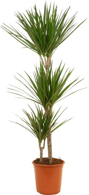 GROW by OBI Drachenbaum 3er Stamm in Grün, Topf Durchmesser: 24 cm - Bild 1