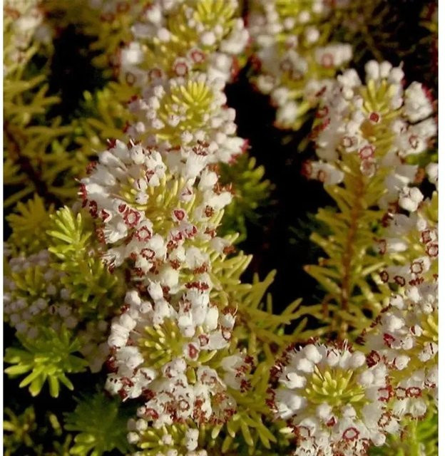 10x Erica vagans Cornwallheide Valerie Proudley weißer Zwergstrauch für deinen Garten - Bild 1
