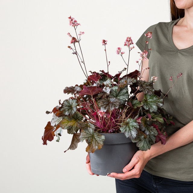 Heuchera Purpurglöckchen Milan von BLUME2000 als winterharte Staude für dein Staudenbeet - Bild 1